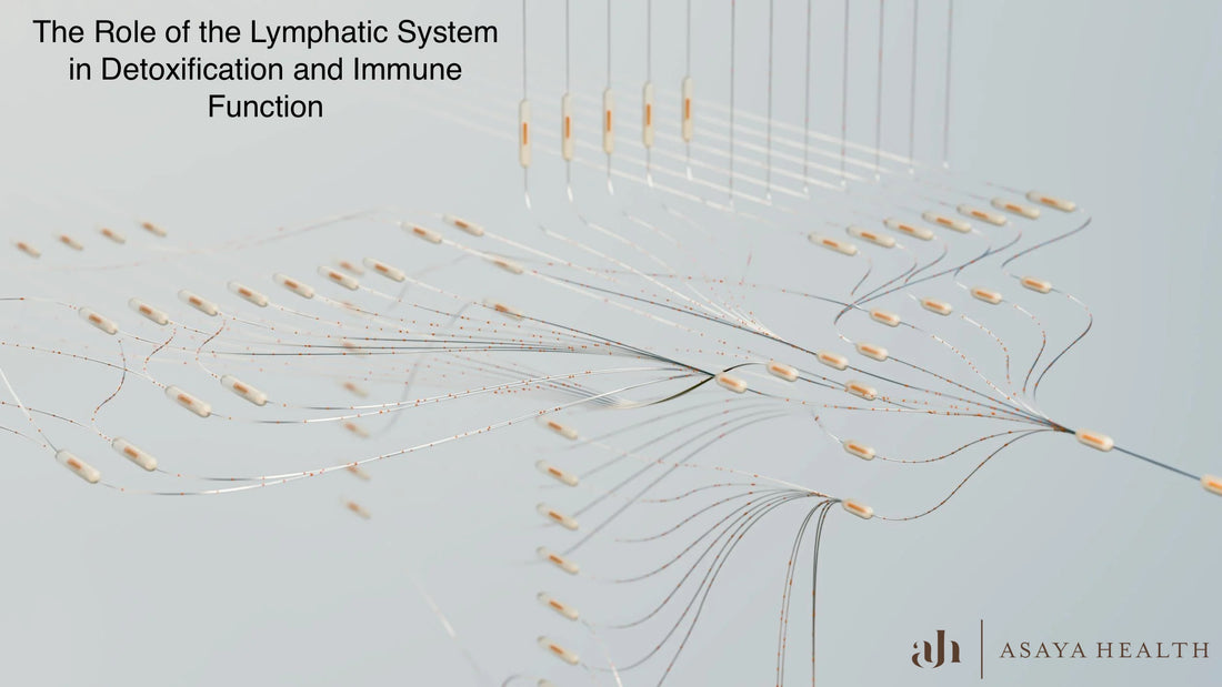 The Role of the Lymphatic System in Detoxification and Immune Function